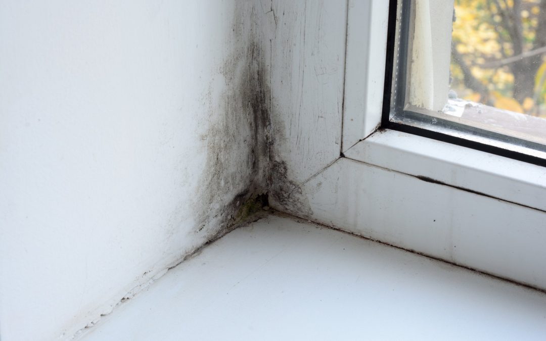 mold inspection