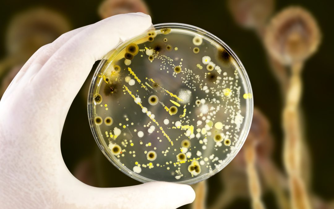 mold illnesses