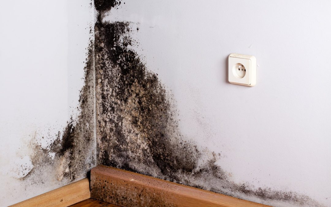 mold testing