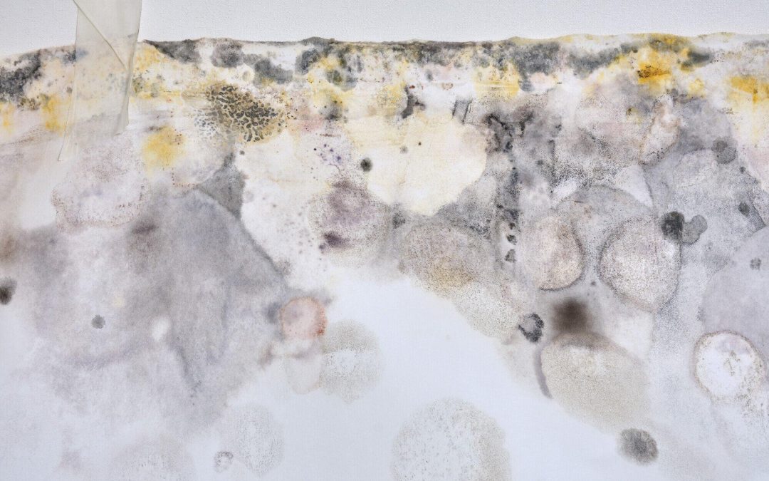 types of mold in homes