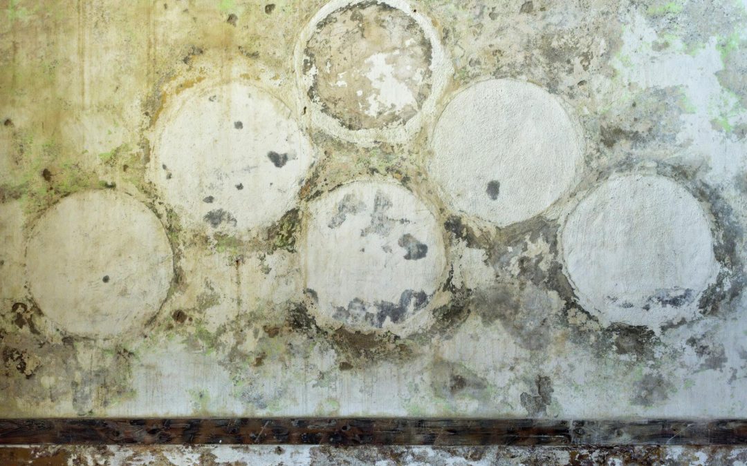 detecting mold