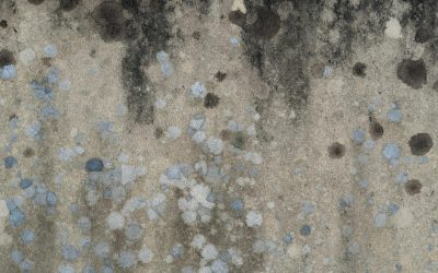 How to Detect Mold in Your House and Why It Matters