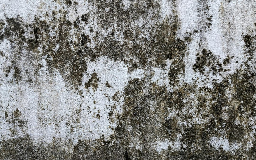 how to clean mold off walls