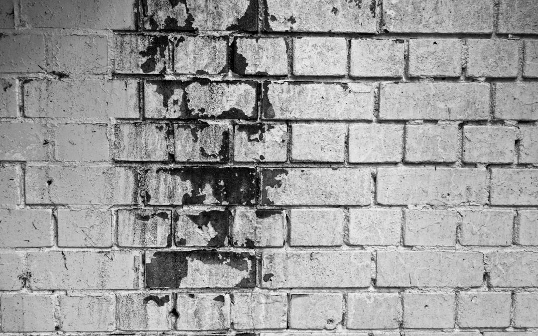 how long does it take for black mold to grow