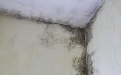 How Much Does Mold Testing Cost in Orlando, Florida?