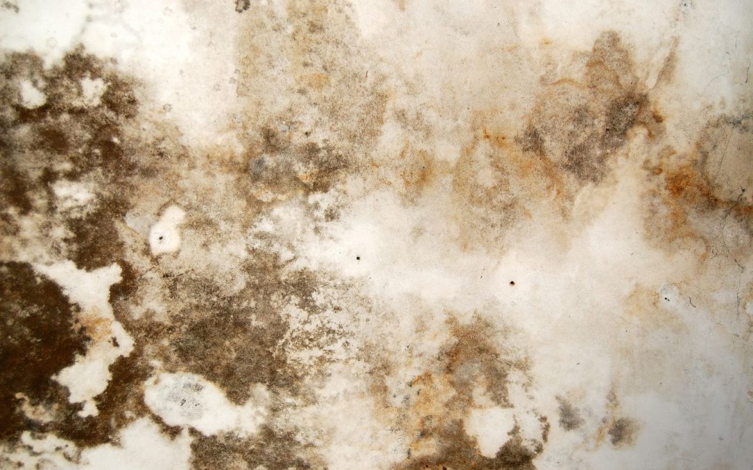 brown mold