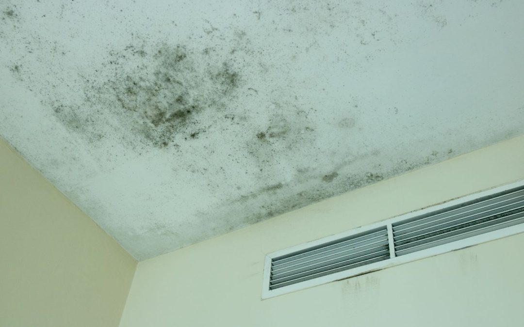 what does black mold look like