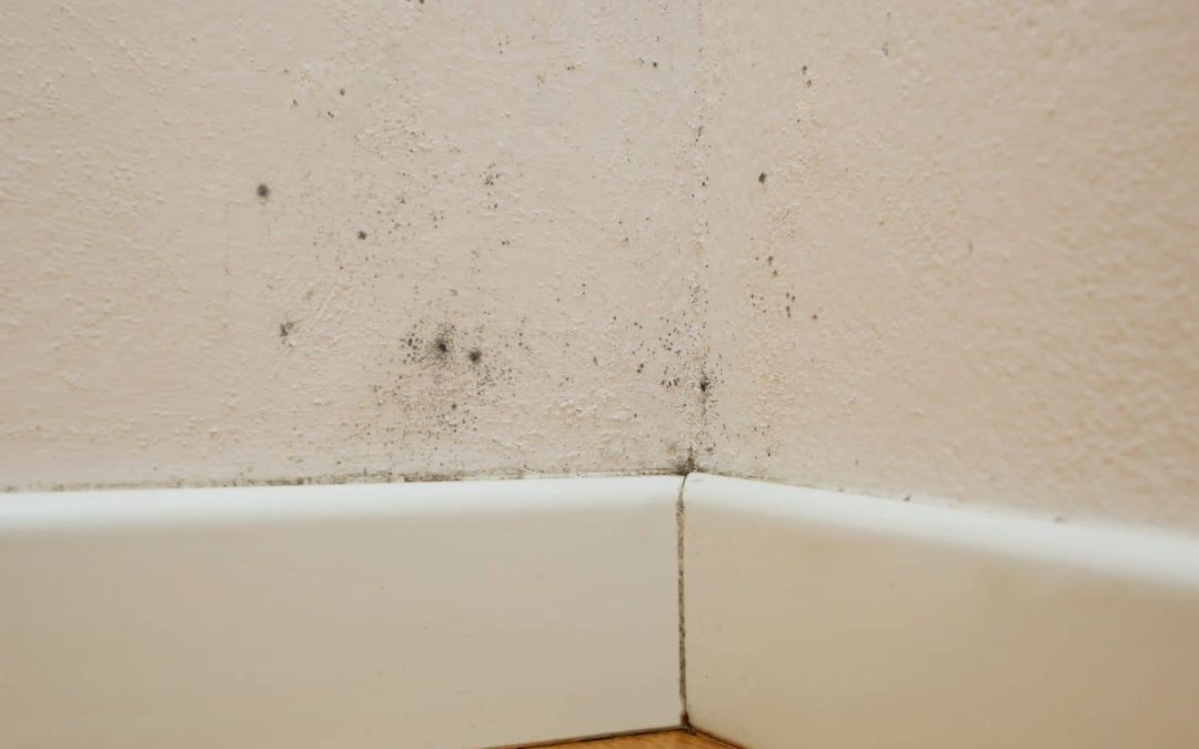 ermi mold test